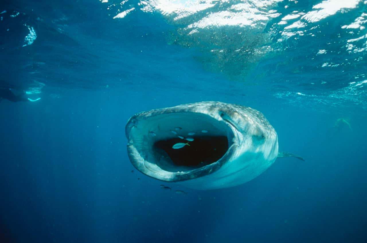A whale shark opens wide for a feed.