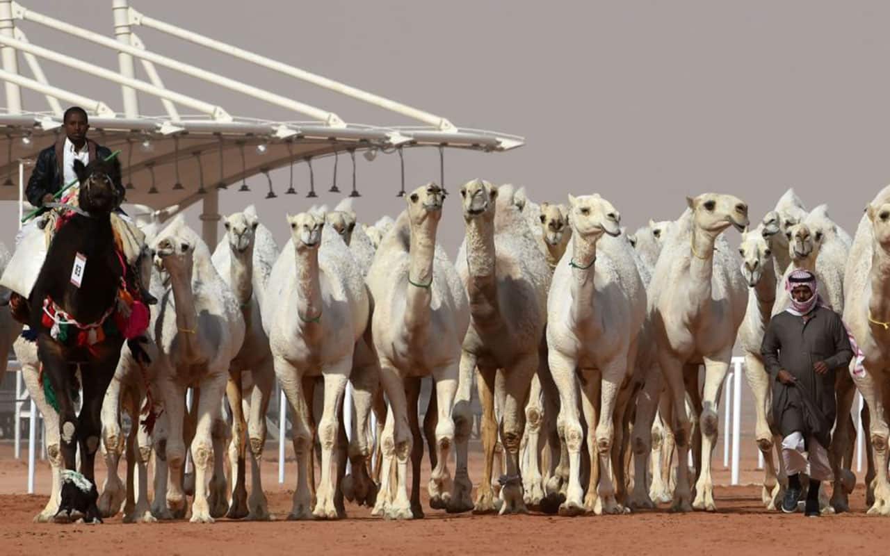 The 28-day King Abdulaziz Camel Festival features races and camels beauty contest, known as Miss Camel with prizes amounting to $30 million.