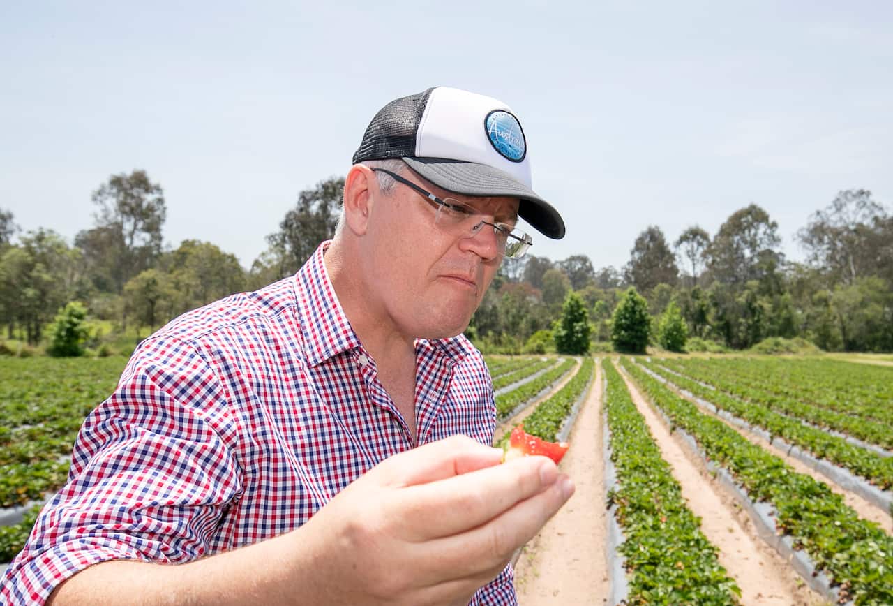 Australia's Prime Minister Scott Morrison, pictured on a Queensland farm this week, already appears to be on the campaign trail.