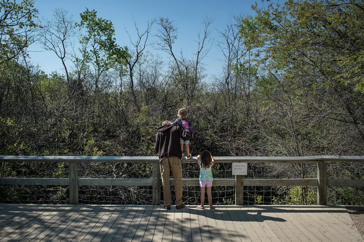 Visitors stare into the snake dens in Narcisse, Canada.