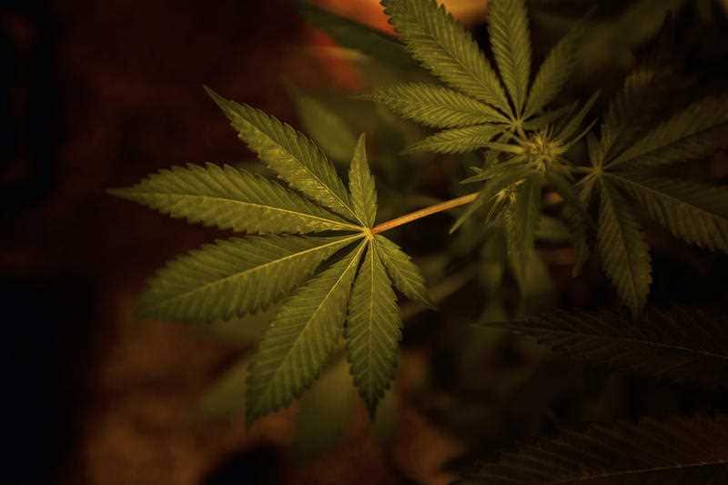 NZ has already paved the way for legal medical cannabis.