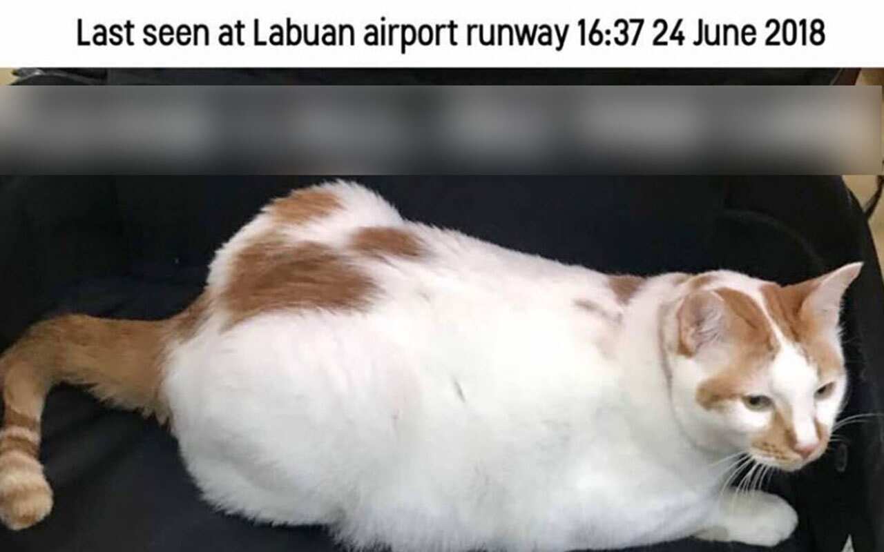 The airline said in a statement the incident was under investigation. 