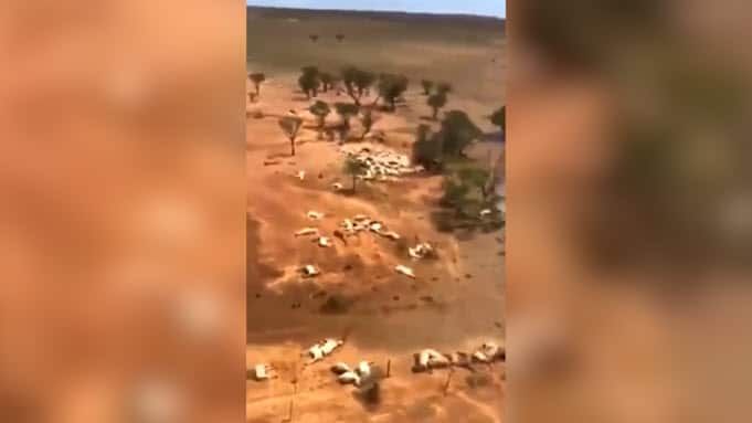 Stunning images have revealed the extent of the devastation following the Queensland floods. Graziers are still discovering the full scale of damage.
