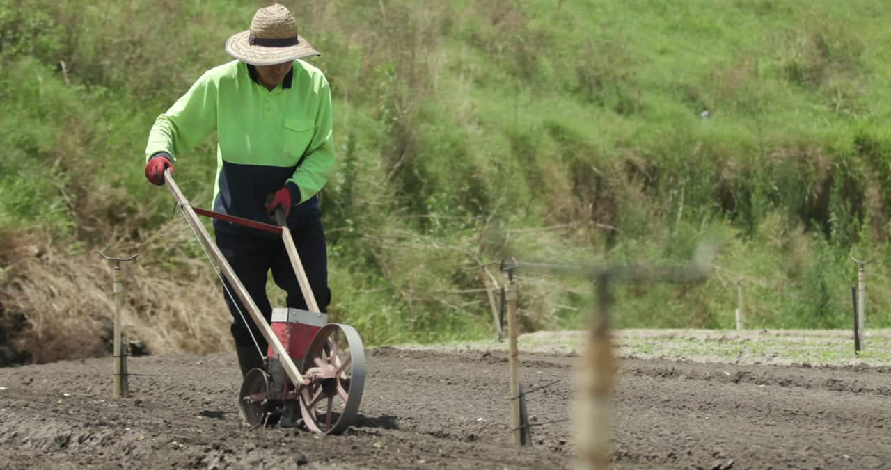 Farmers at this Chinese market garden still use traditional techniques.