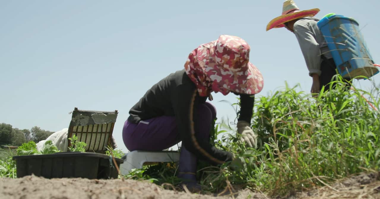 Fresh vegetables are harvested by hand, during daylight hours.