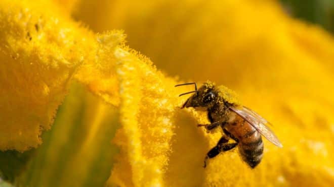 Bee 