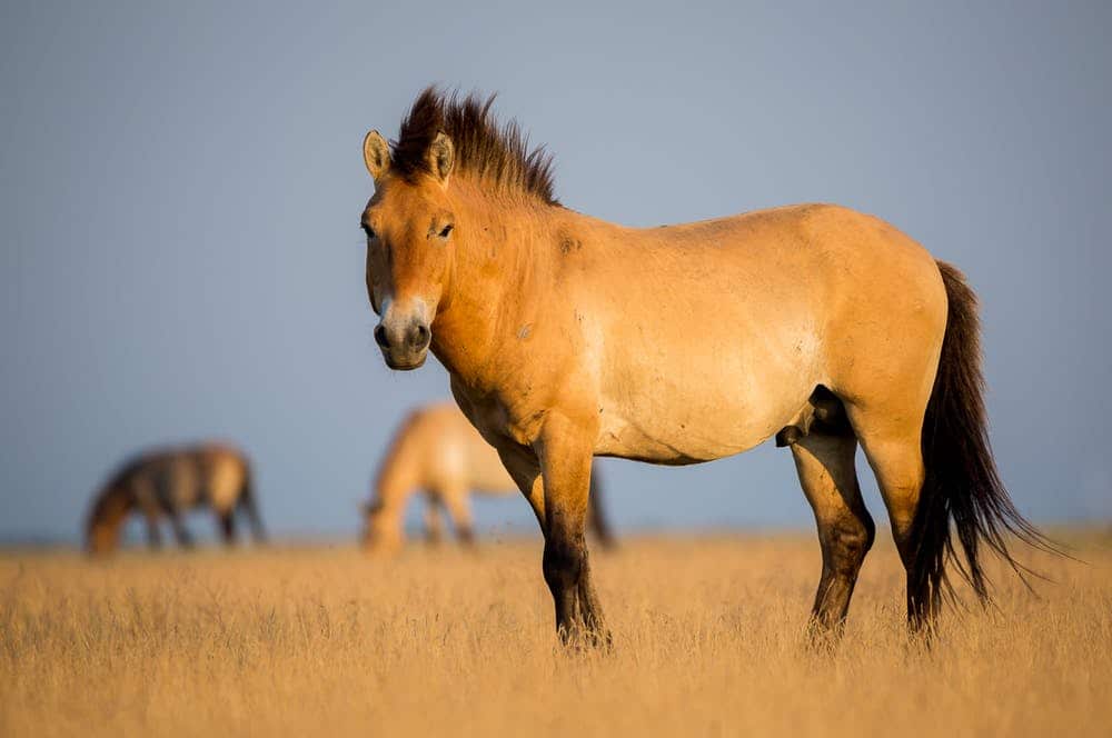 Przewalski's horse
