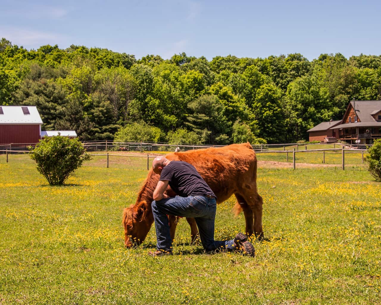 Cows