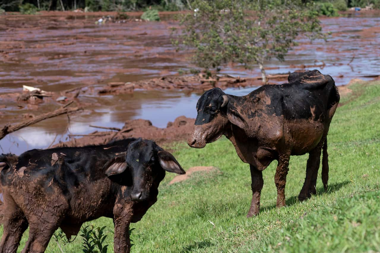 Cattle covered by mining debris after the dam wall collapse.