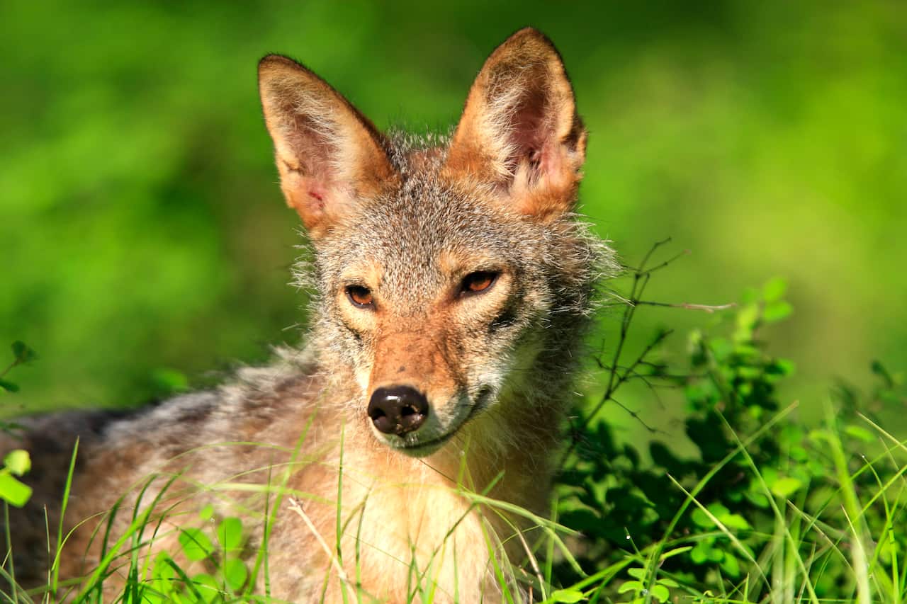 The controversial bombs will target coyotes and other wildlife.  