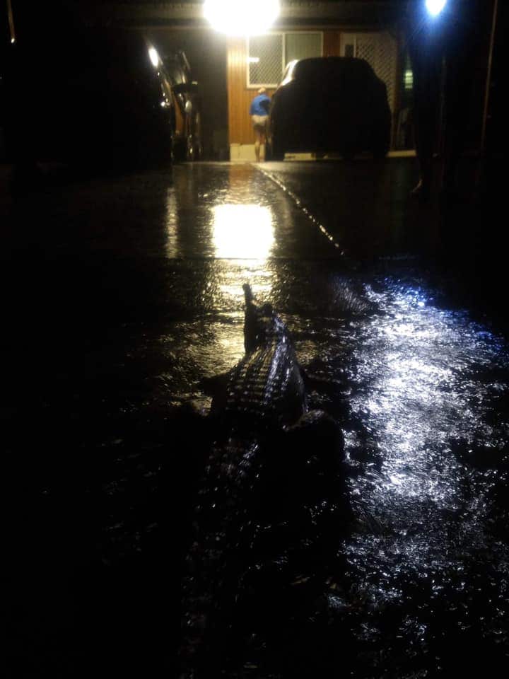 A crocodile spotted in a Townsville street.