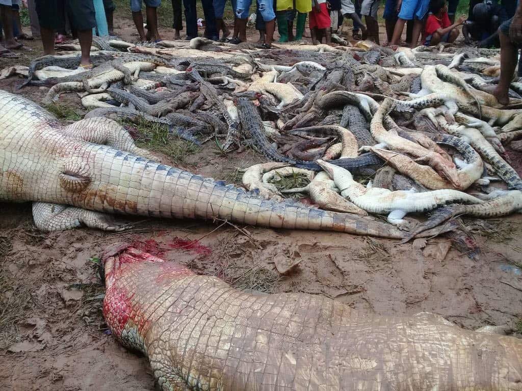 Dead crocodiles slaughtered by a mob in Sorong in Indonesia's Papua province.