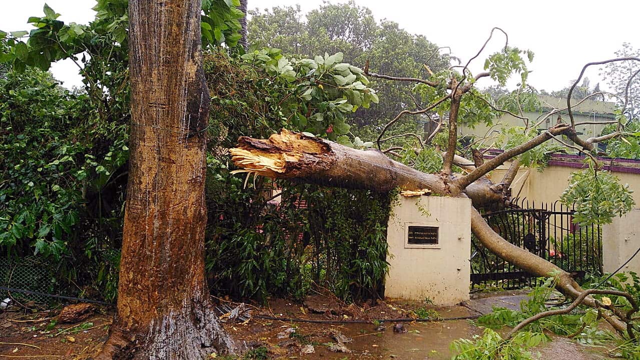 A collapsed tree after cyclone Fani made landfall in Odisha coast.