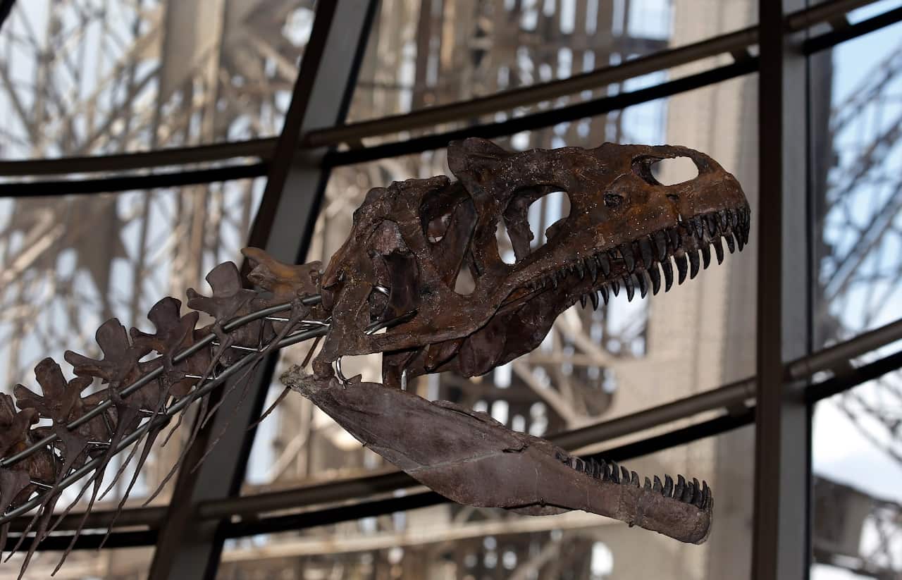 A theropod, a carnivorous dinosaur skeleton is displayed during his installation on the first floor of the Eiffel Tower