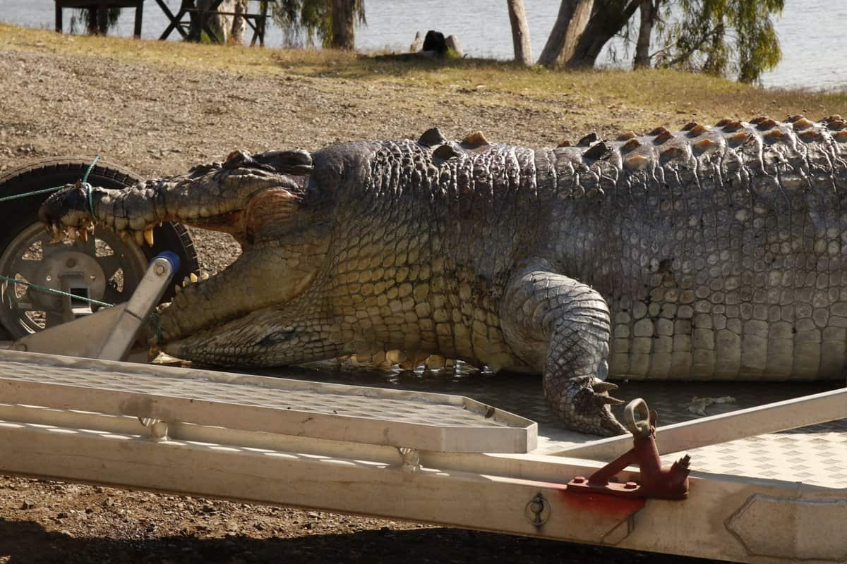 5.2 metre salt water crocodile shot dead in Queensland.