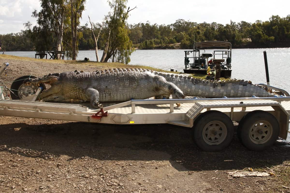 5.2 metre salt water crocodile shot dead in Queensland.
