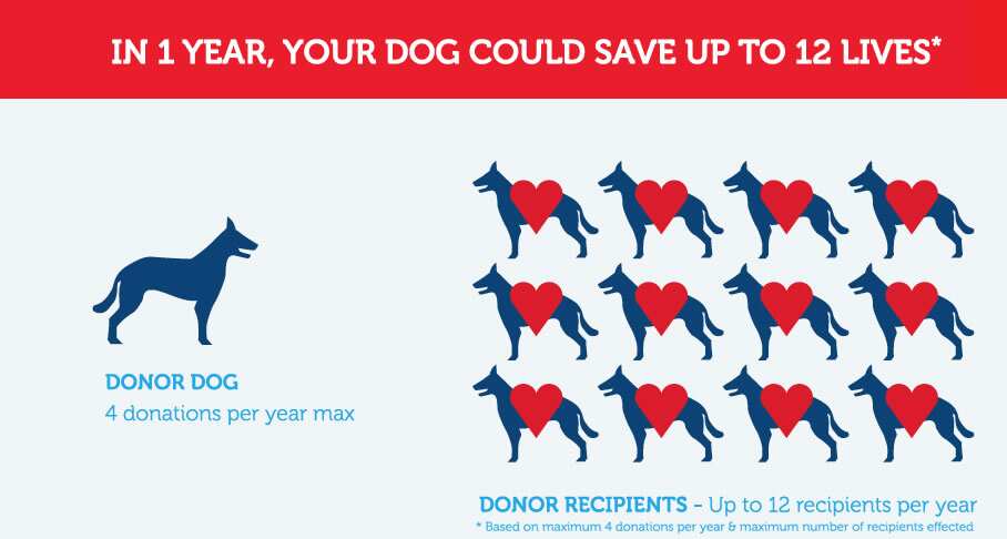 Dog blood donor factsheet