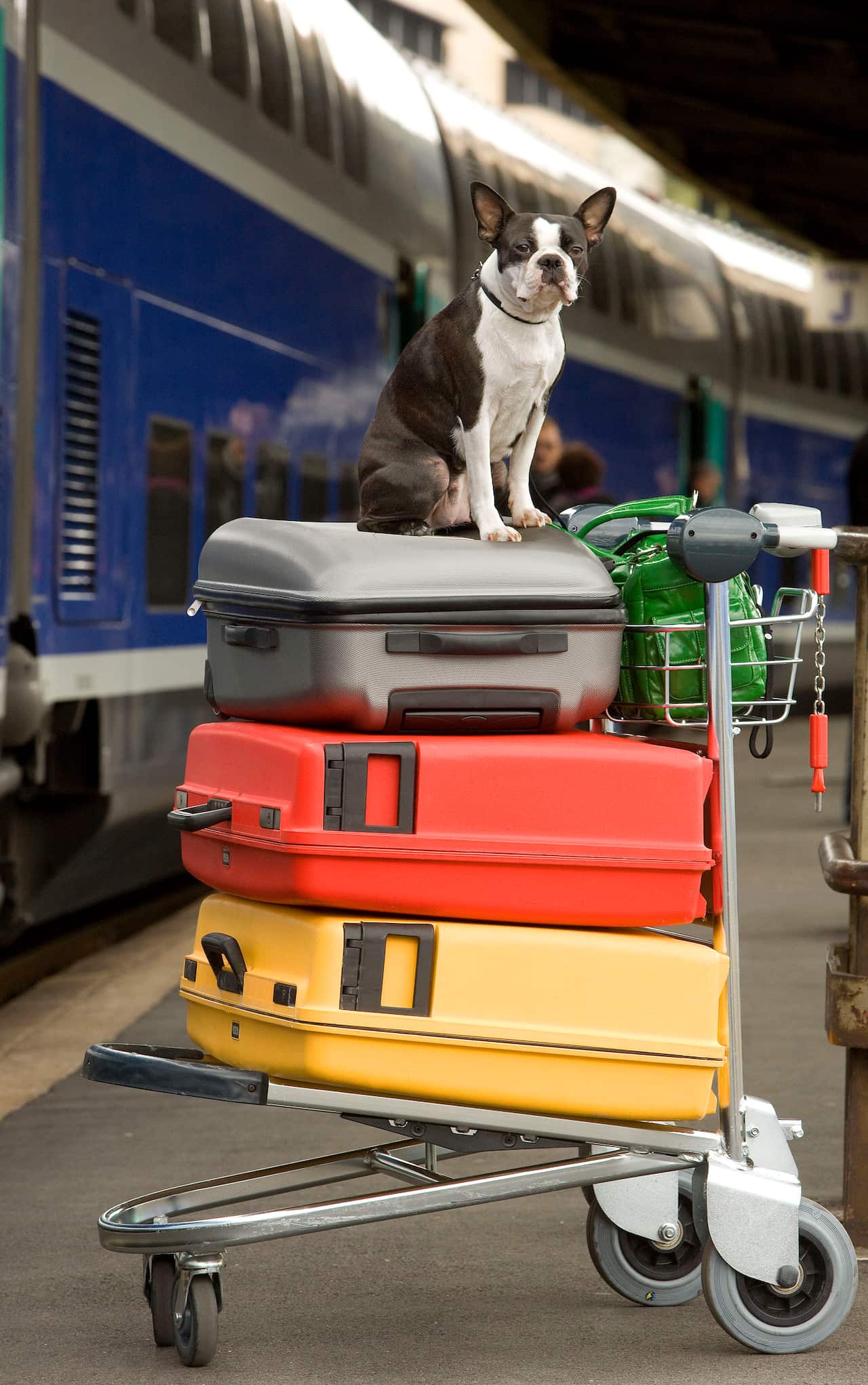 A Boston Terrier sitting on top of suitcases on trolly on platform at train station.