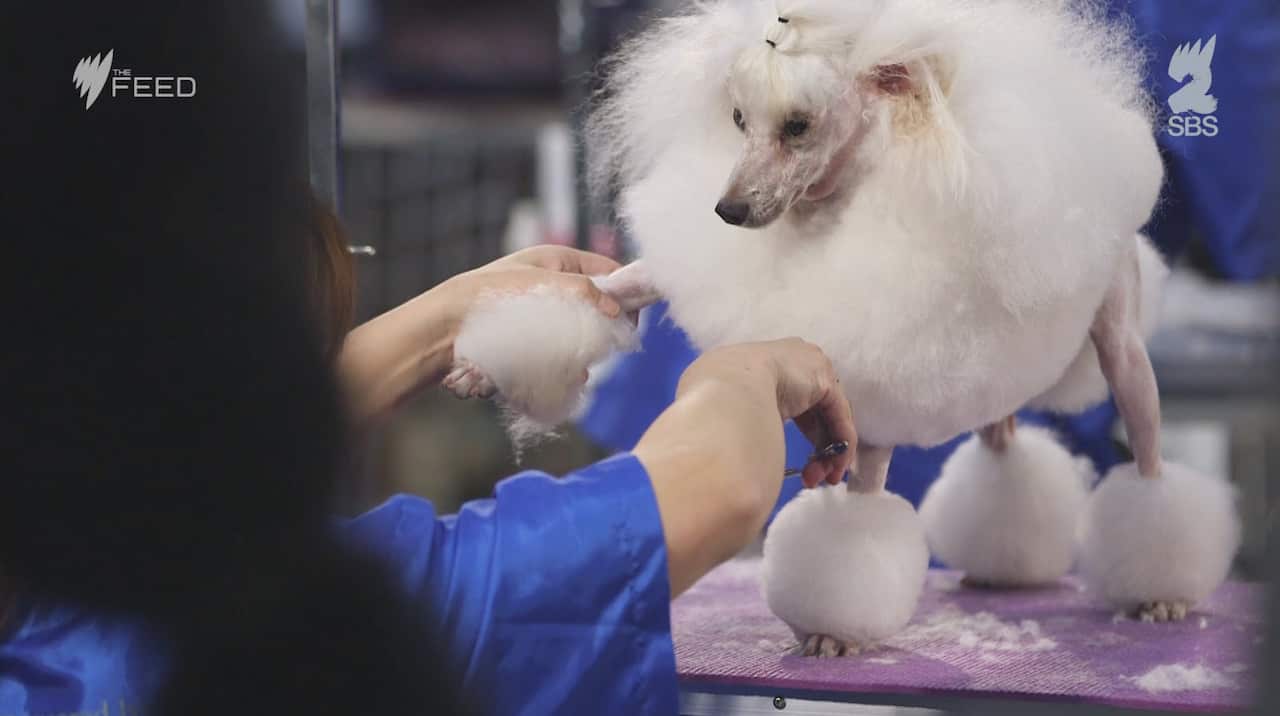 Dog groom 