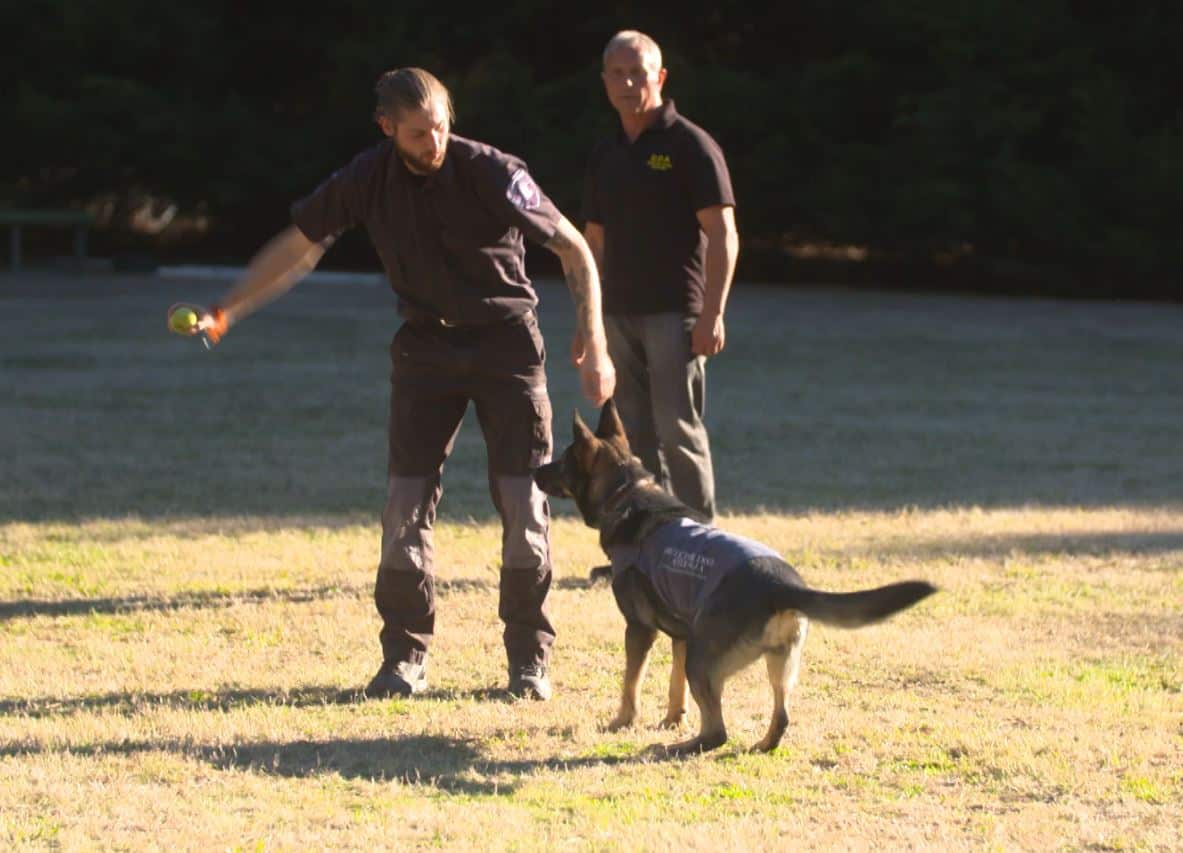 Detector Dogs are carefully selected and intensively trained for 18 months.