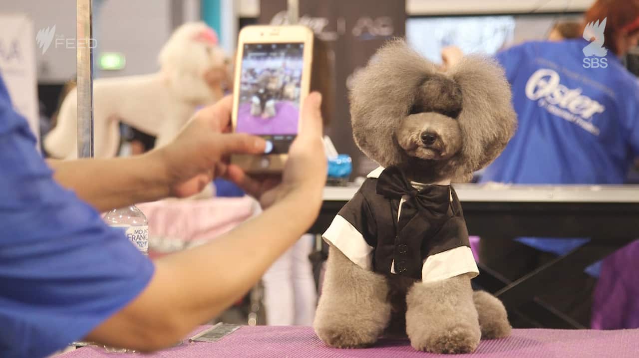 Dog groomers 2