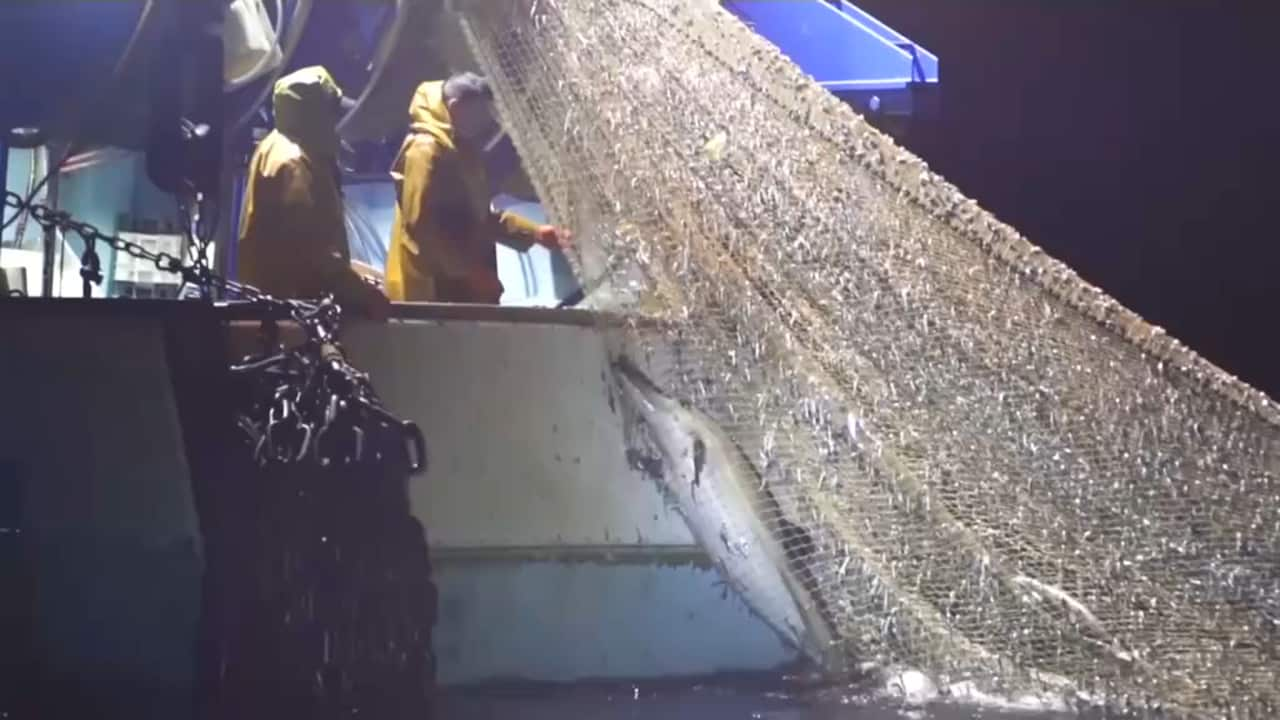 A dolphin caught in a Trawler Net.