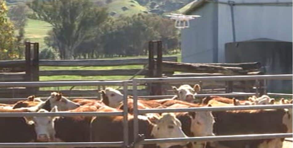 A drone hovers over a herd of cattle.