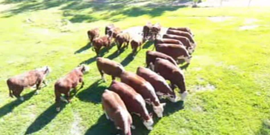 A still of footage captured by the drone.