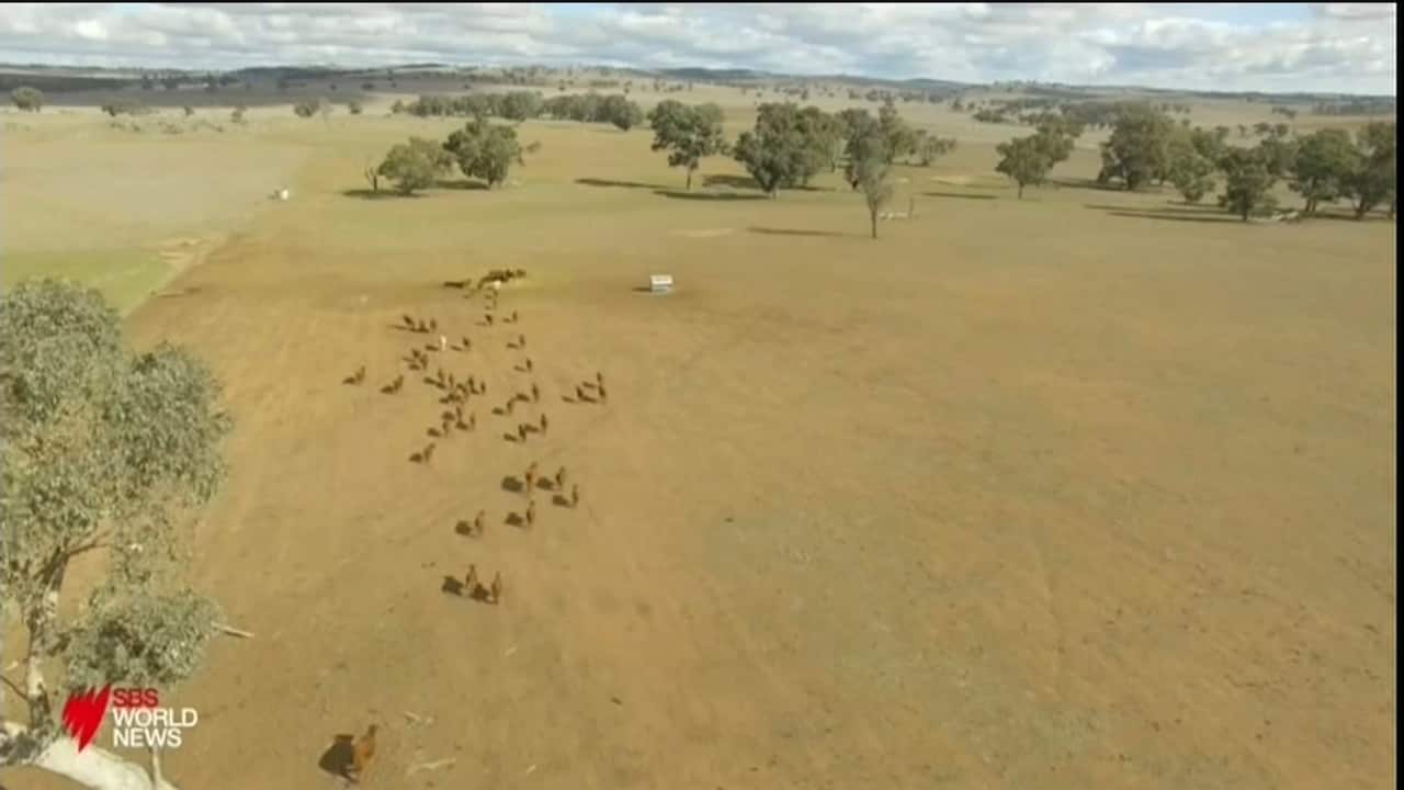 SBS News