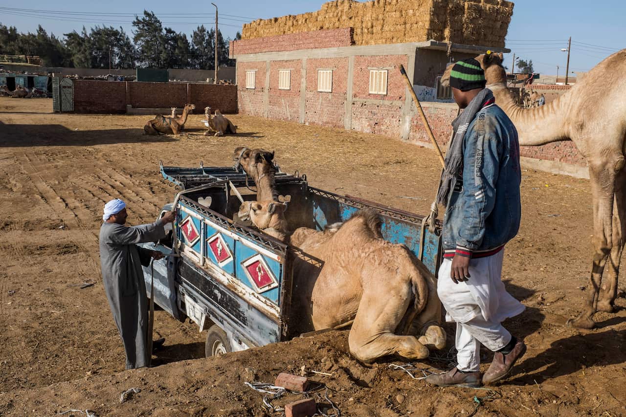   The rampant mistreatment of horses, camels and donkeys at major attractions like the Egyptian pyramids has prompted calls for visitors to boycott rides.