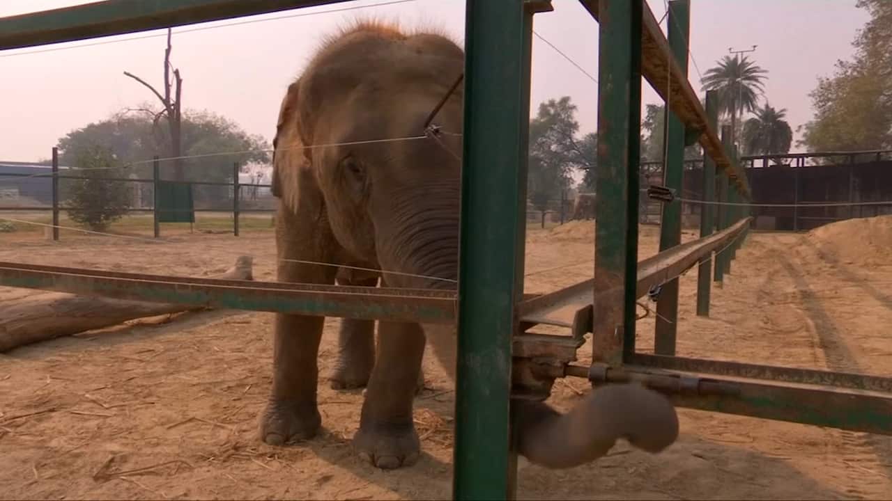 The hospital treats geriatric elephants and animals who have been poorly treated in captivity. 