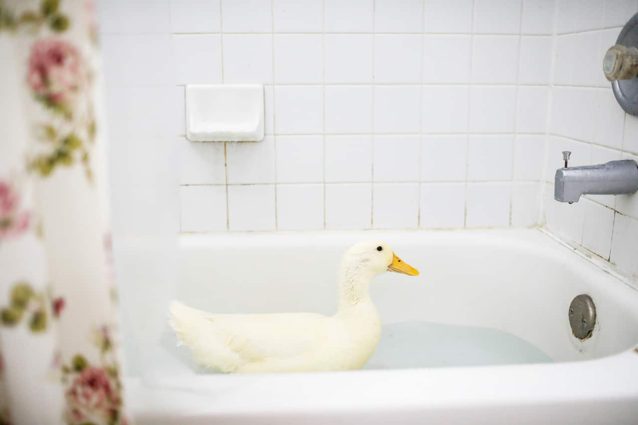 Primadonna, the duck belonging to Vayne Myers, who was threatened with eviction over the animal he keeps in his home to help him with anxiety, in Zephyrhills, Fla.,