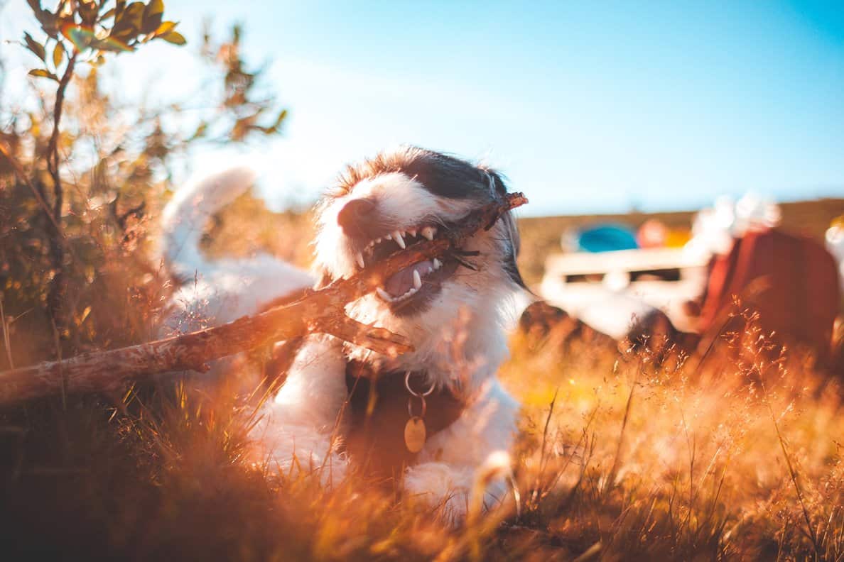Dog