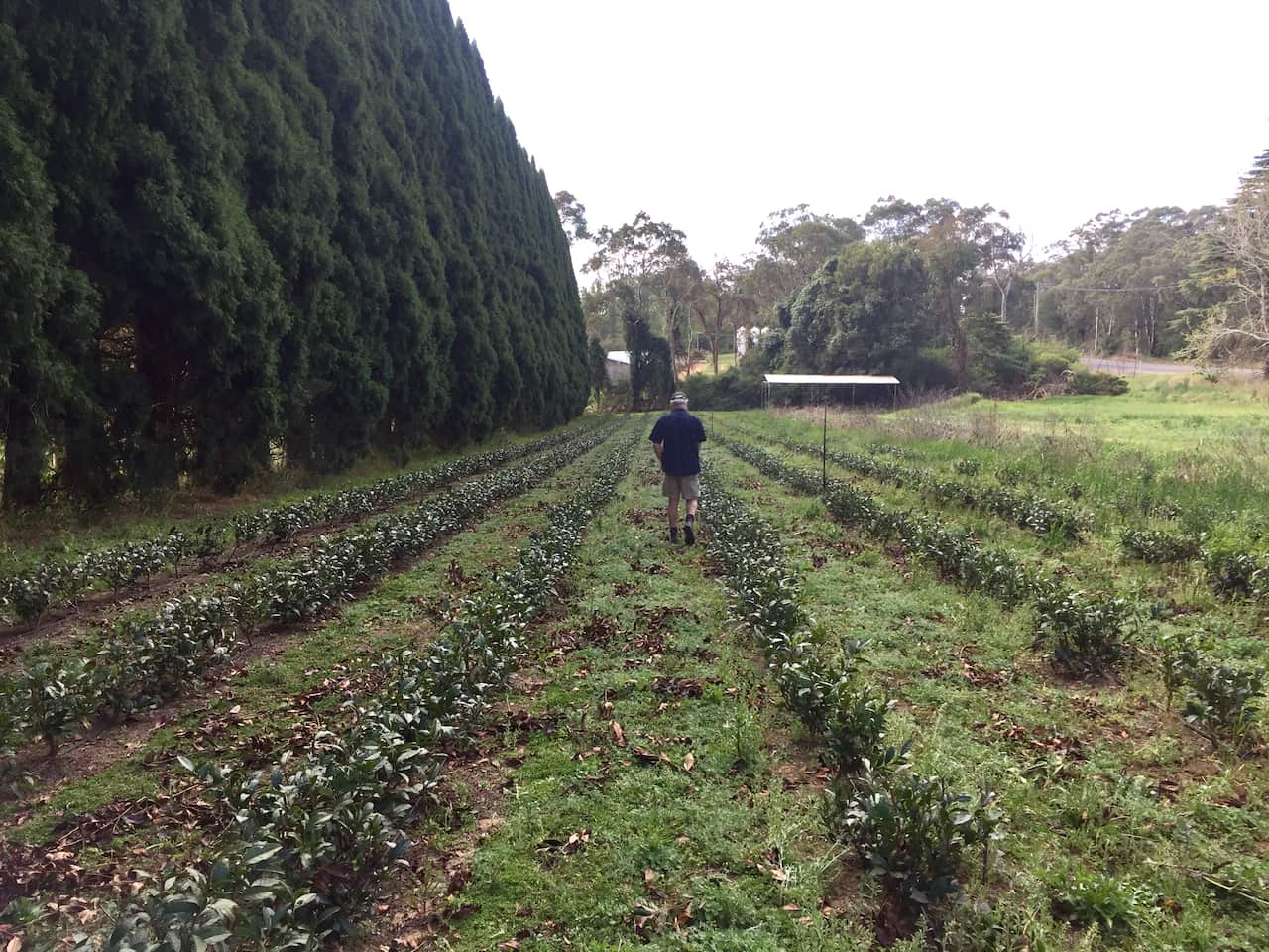 Andrew Slade decided to diversify his farm and planted green tea in 2016.