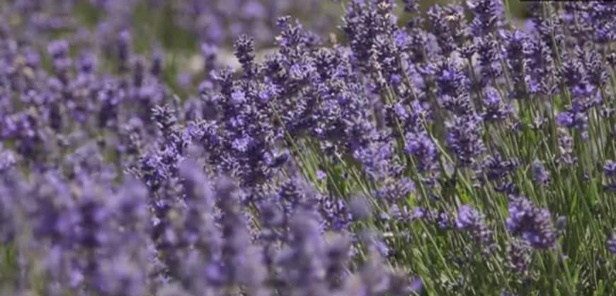 Australian grown lavender is in demand in China.
