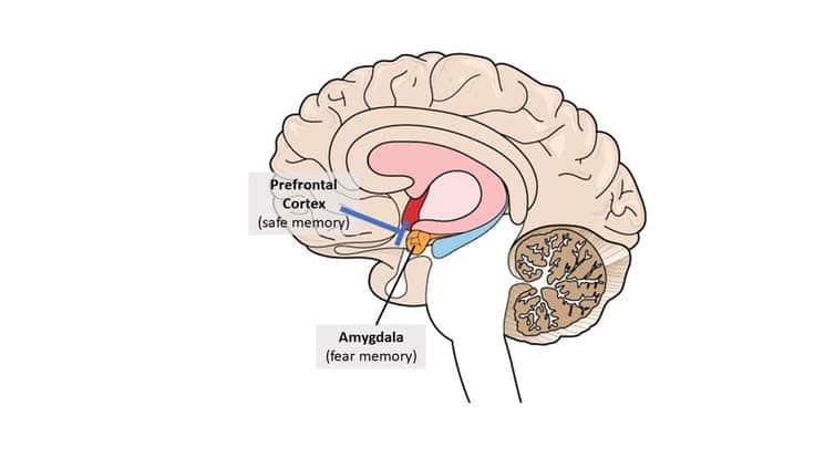 Brain