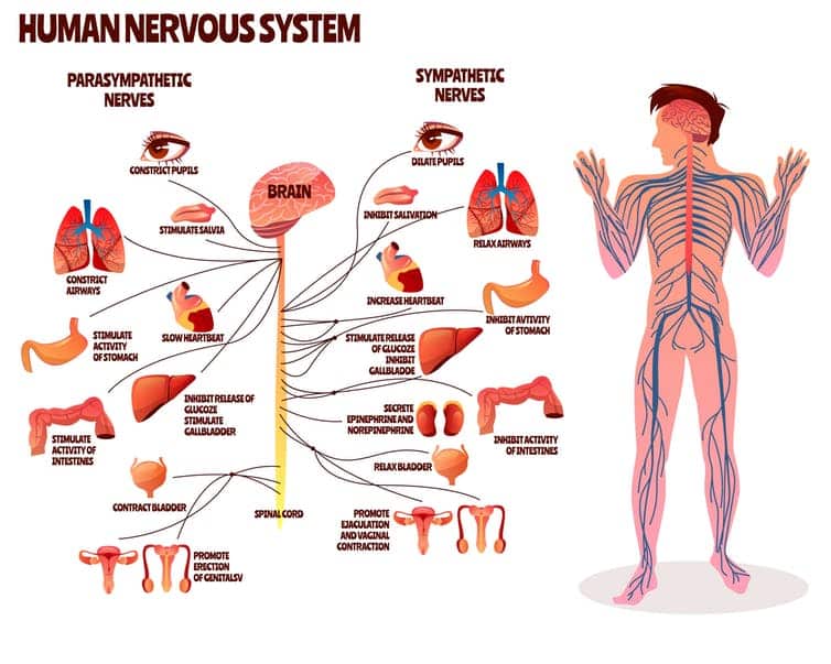the parasympathetic system 