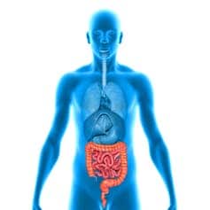 Movement in the small intestine 