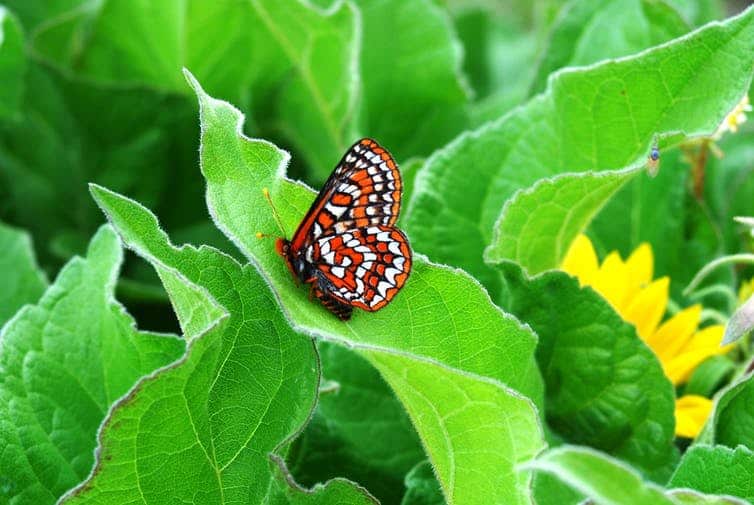 The Taylor’s checkerspot butterfly, once found throughout grasslands in the Pacific Northwest, was listed as endangered in 2013.
