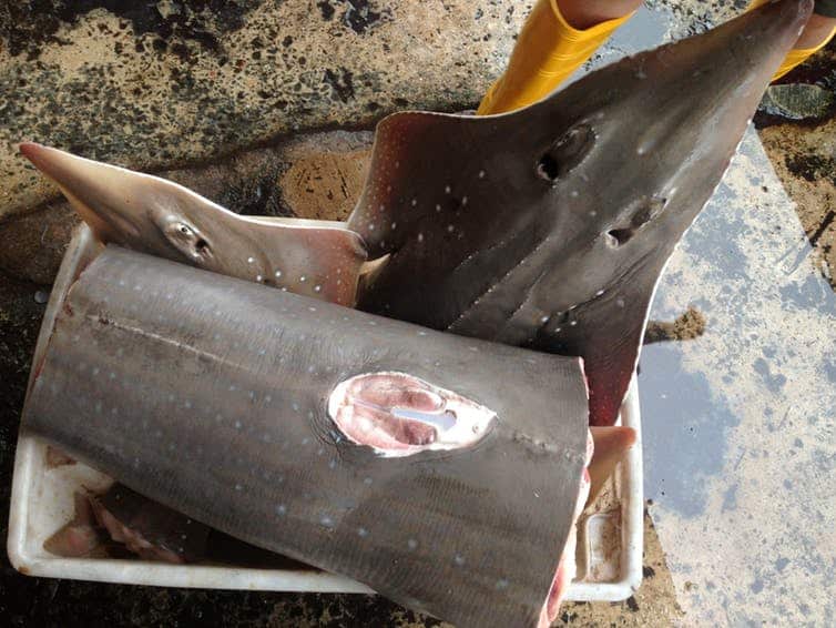 Bottlenose wedgefish in the Kota Kinabalu fish market in Malaysia.