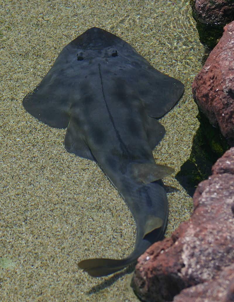 a shovelnose guitarfish.  Guitarfish are in trouble, according to the IUCN Red List.