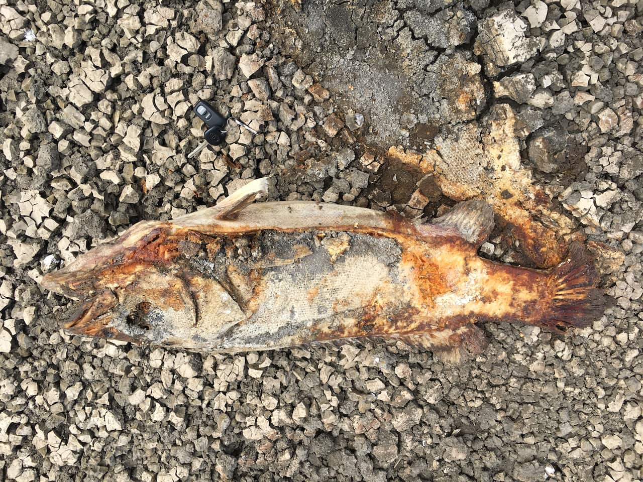 Footage released to SBS News, shows the dried and decaying bodies of fish on the banks of Lake Pamamaroo near the town of Menindee. 