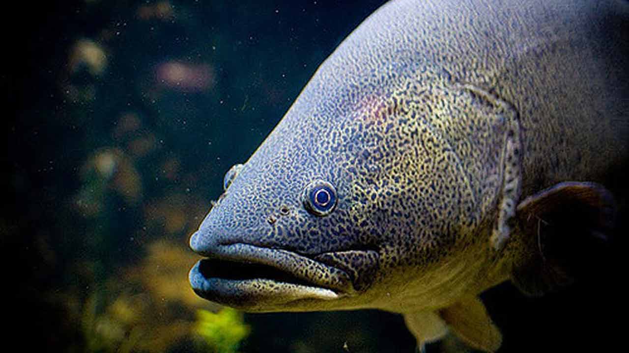 Murray cod pull oxygenated water through their gills, transferring it to their bloodstream. Without oxygen in the water, they die.