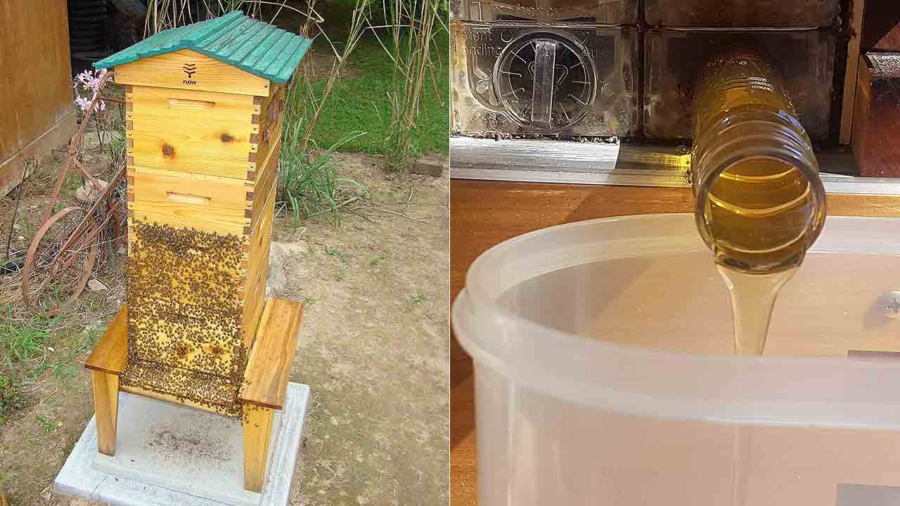 Flow Hive