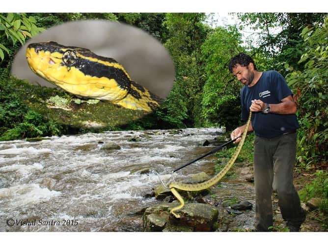 Snake catcher, India