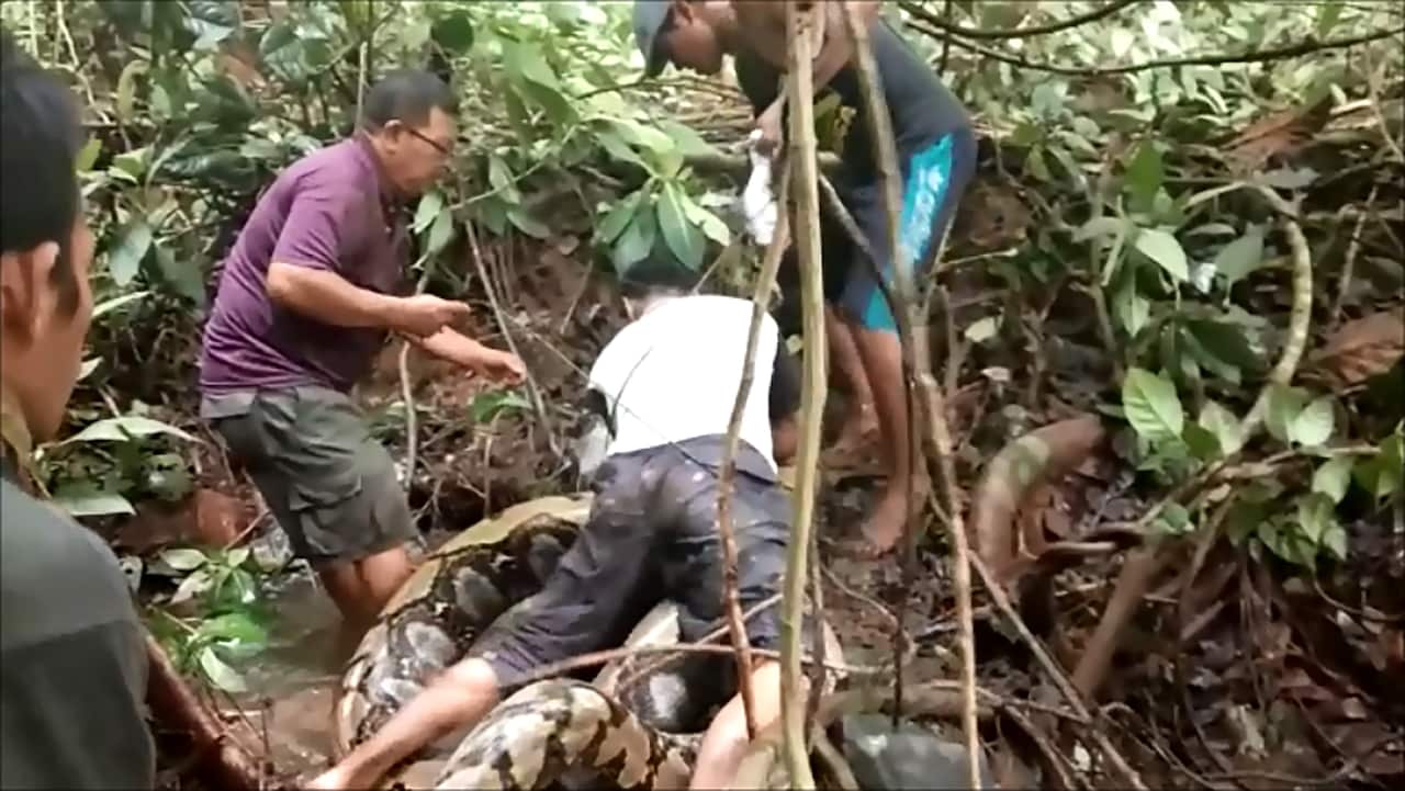 Villagers try to capture a large python in Padang Pariaman, in West Sumatra.