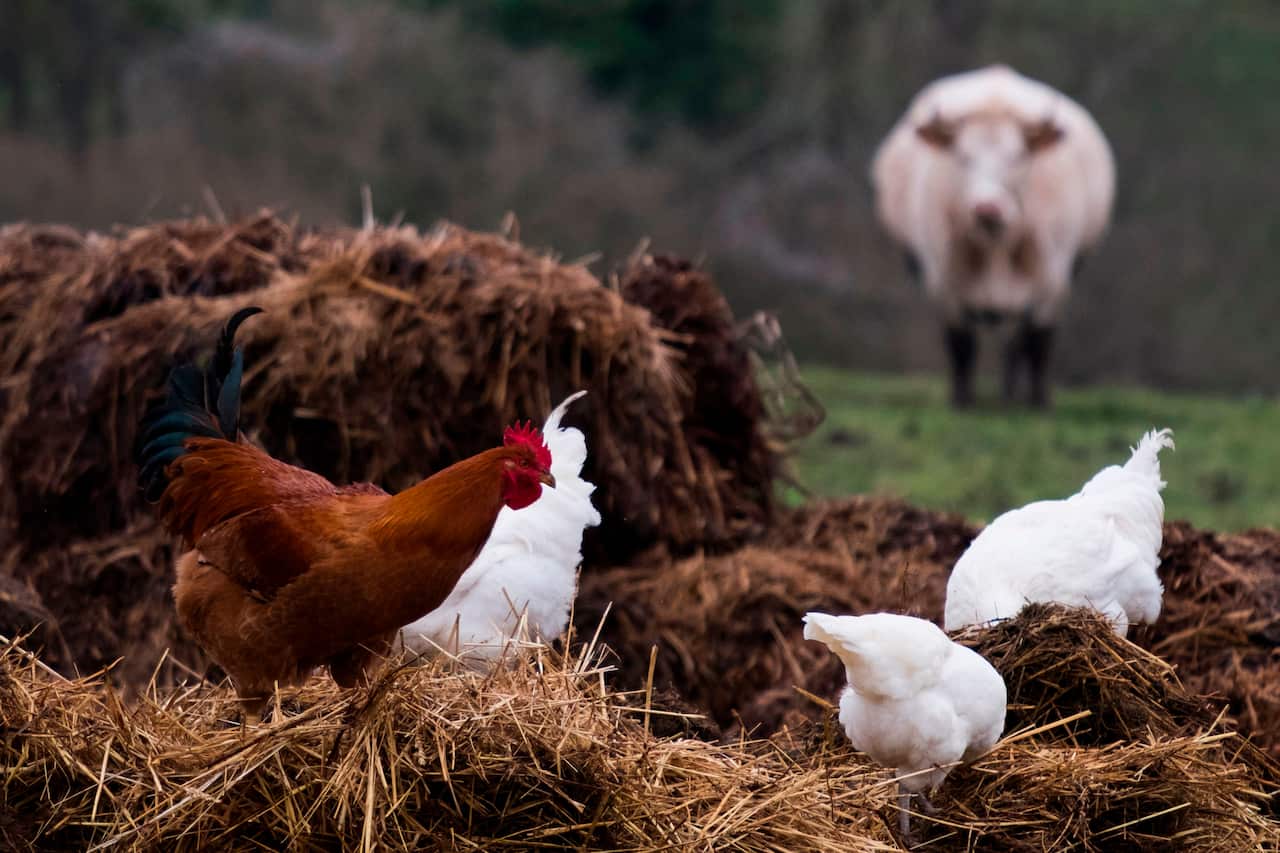 A rooster and cows in a field in Douville-en-Auge, northwestern France, on December 29, 2018. 