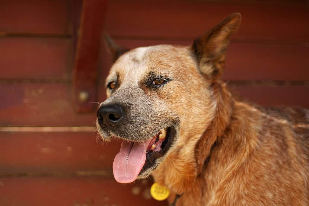 A dog in outback Queensland 