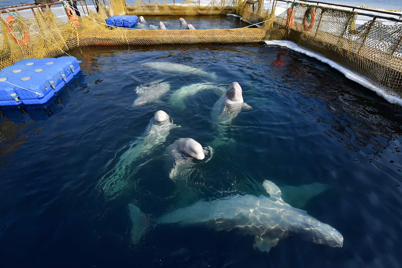 PRIMORYE TERRITORY, RUSSIA - MARCH 1, 2019: Beluga whales in a pool where illegally caught 11 orcas and 90 belugas that were to be sold to Chinese amusement parks are being kept, in Srednyaya Bay near the city of Nakhodka in Russia's Far East. It has been