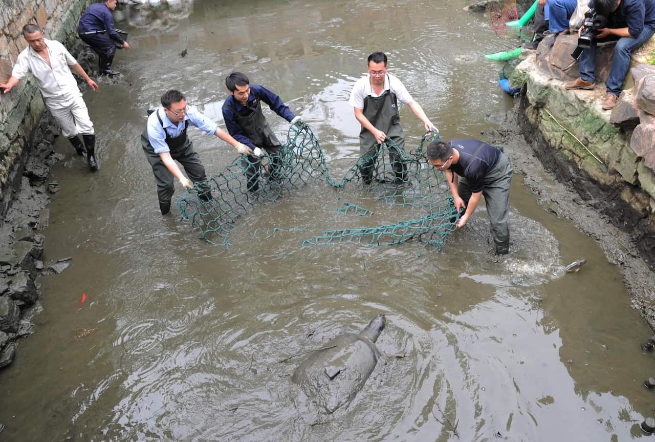 Animal Experts Operate Artificial Insemination For Rafetus Swinhoei